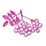 North Florida Elderberry logo; pink elderberry plant; black lettering