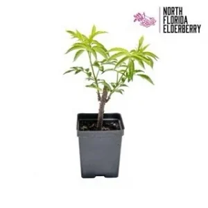 NEF Product image; Live Potted Elderberry Plant