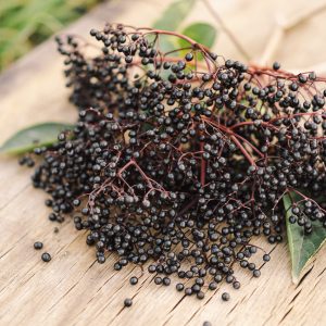 Elderberry plants on a wooden table