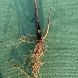 Elderberry Cuttings - Rooted